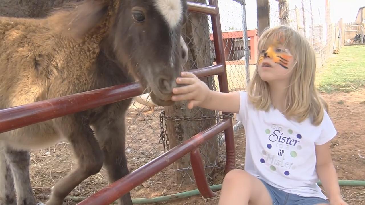 Chester's Party Barn & Farm link