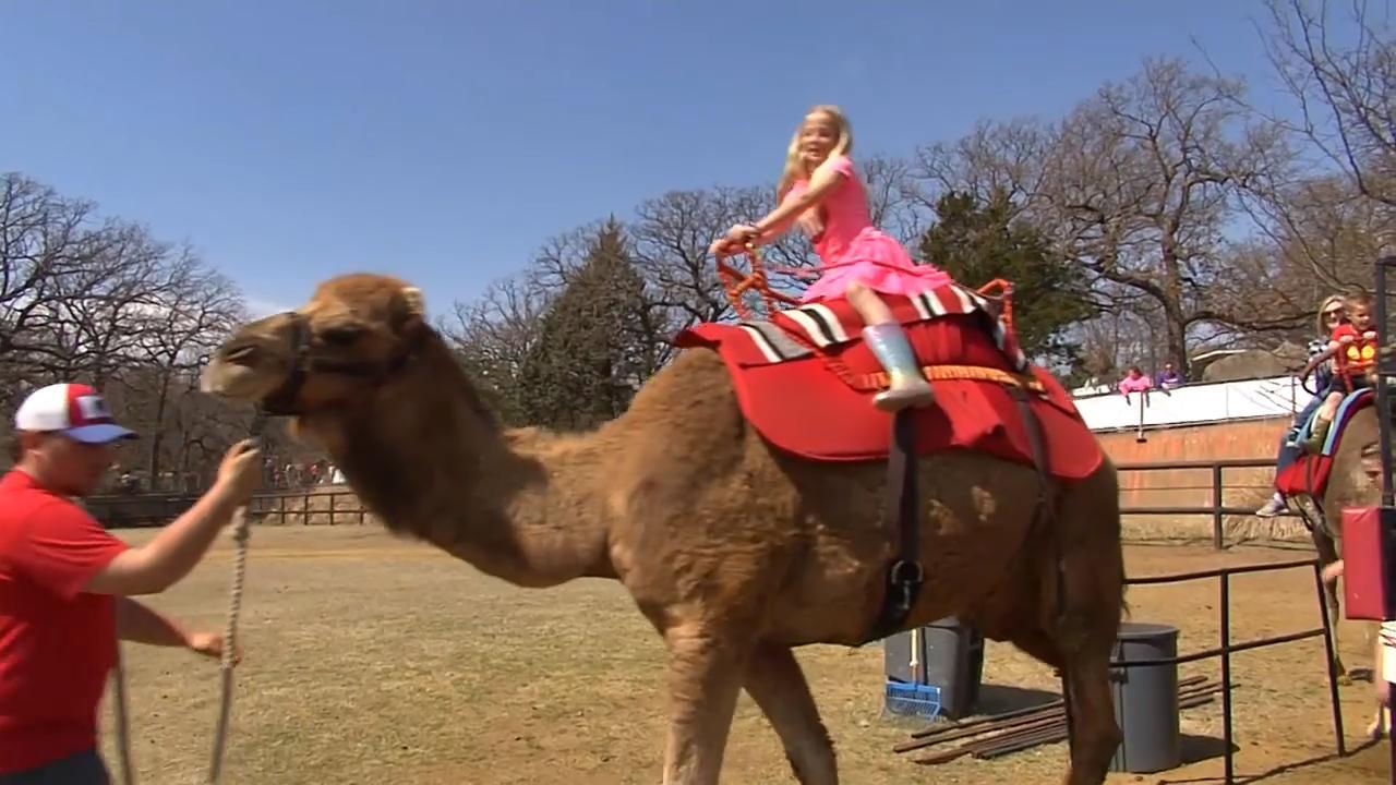 New Exhibits at the Oklahoma City Zoo link