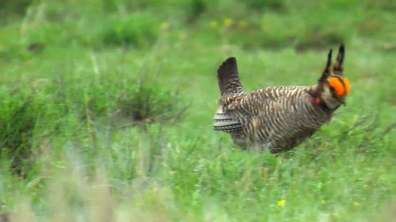 Selman Guest Ranch Prairie Chickens (closing shots) link