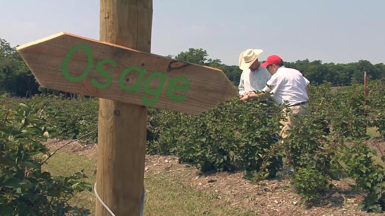 Sandy Creek Blackberry Farm link