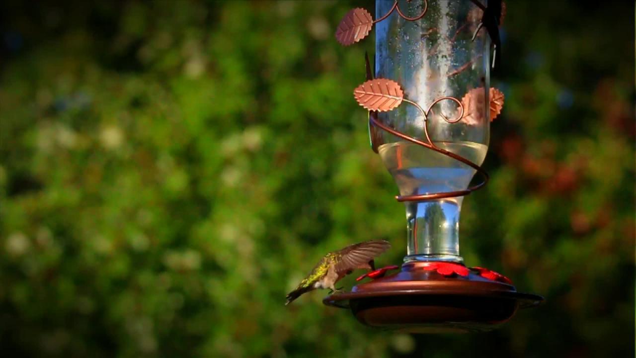 Hummingbirds in Oklahoma link