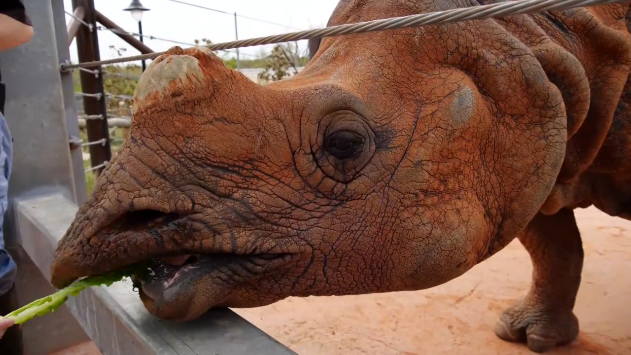 Oklahoma City Zoo animal feedings link