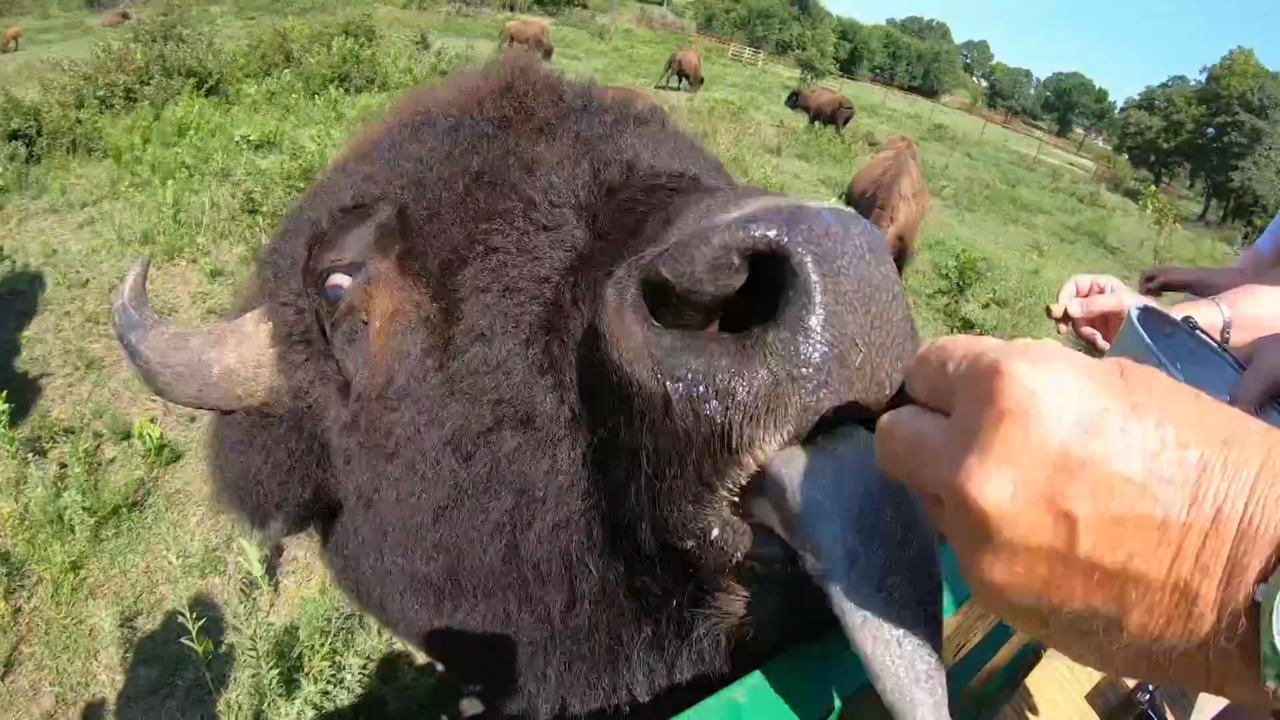 Old West Buffalo Co. link