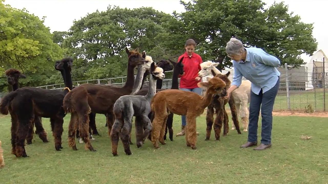 Just Right Alpacas link