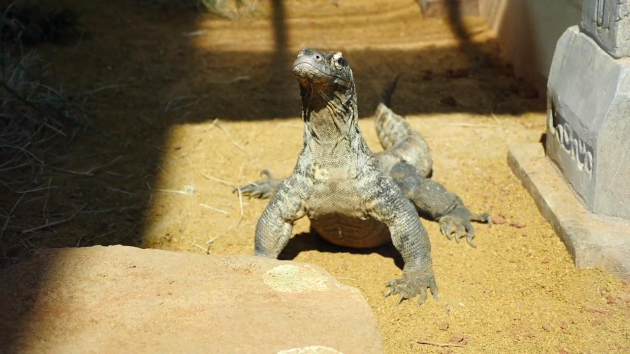 Sanctuary Asia Habitat/Oklahoma City Zoo & Botanical Gardens link