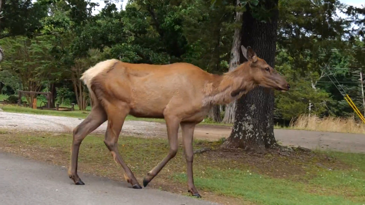 Greenleaf State Park Overview link