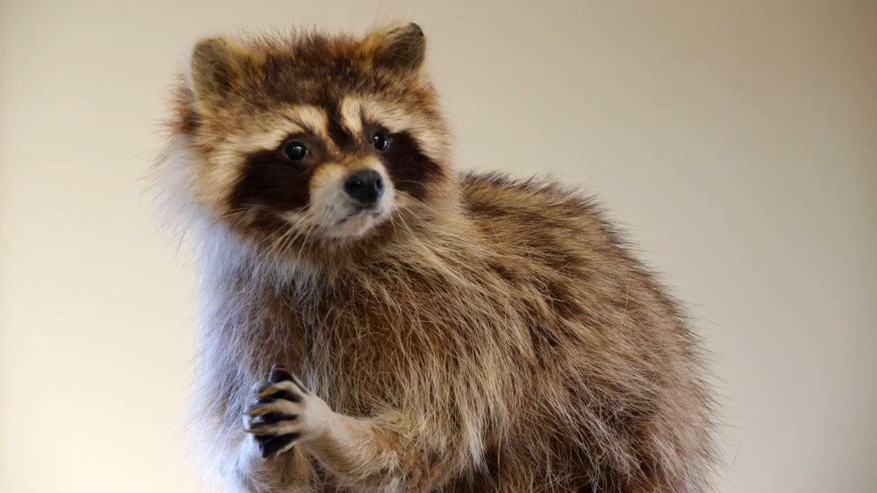 Ray Harral Nature Center and Park link