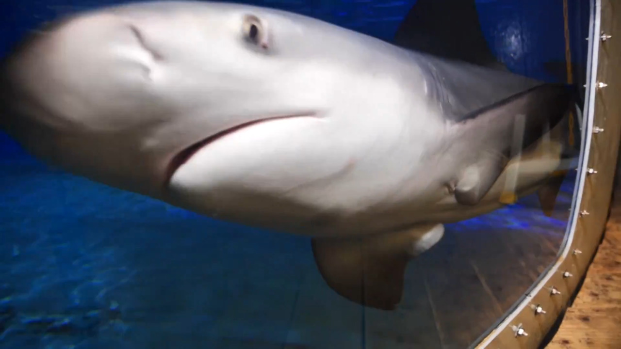 Oklahoma Aquarium Animal Encounters link