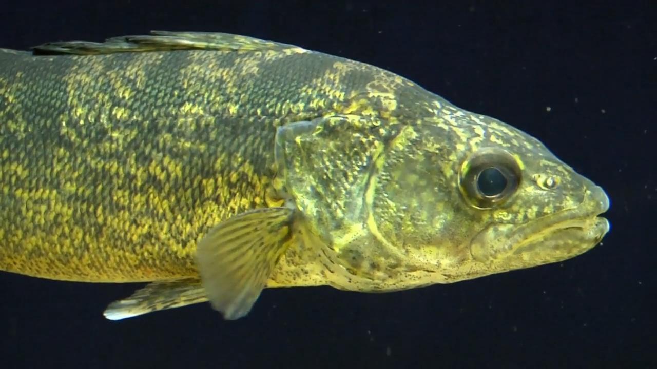 Medicine Park Aquarium & Natural Sciences Center link