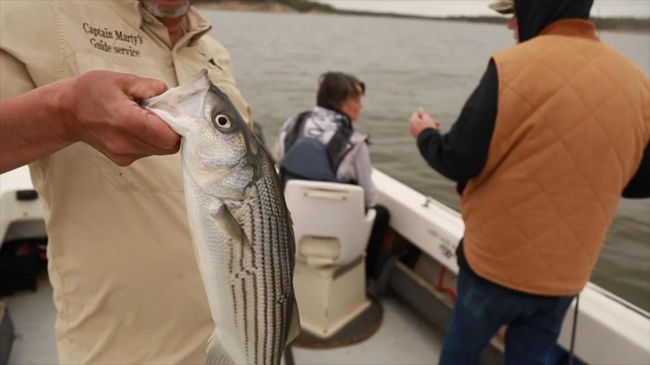 Lake Texoma Striper Fishing link