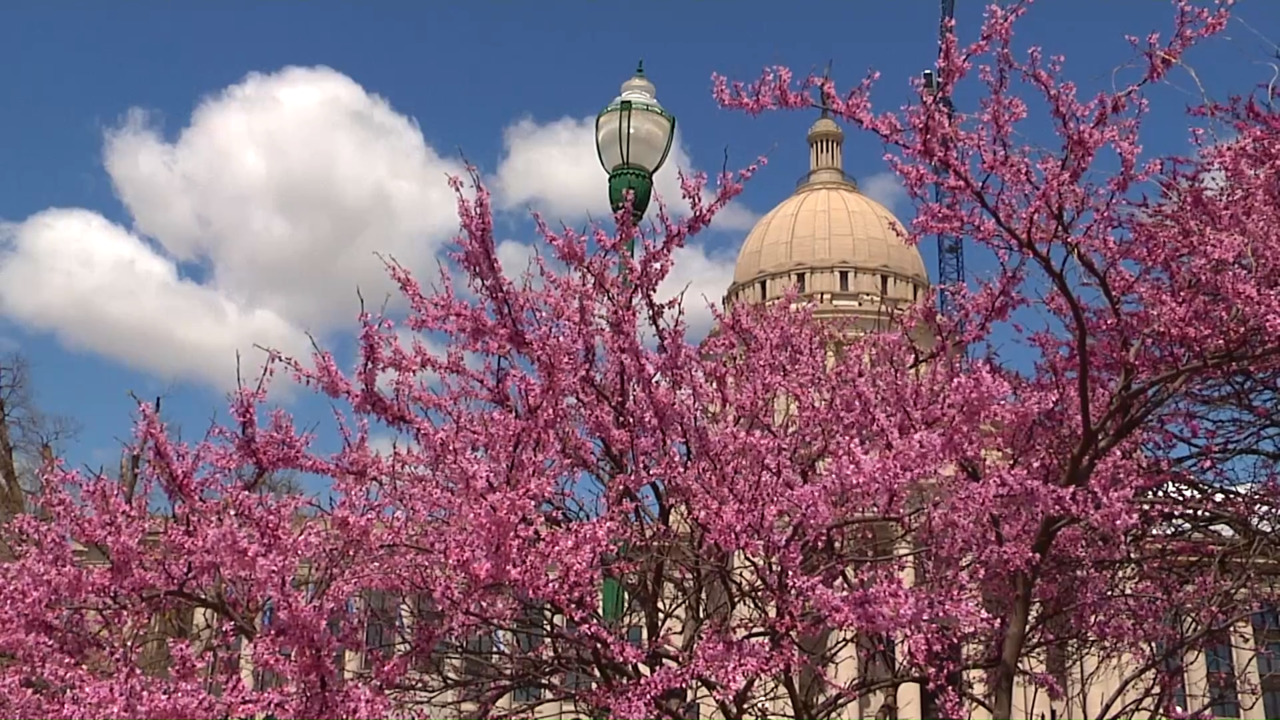 Redbuds in Central Oklahoma link