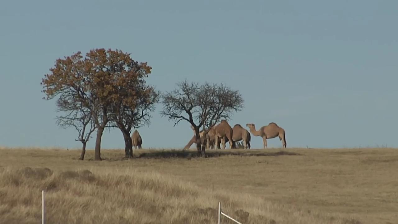 Passow's Camel Farm link