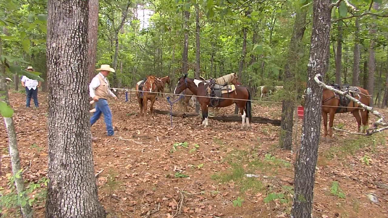 Robbers Cave Stables link