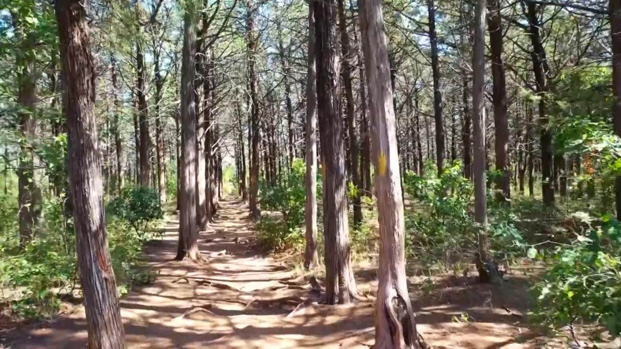 Parallel Forest link