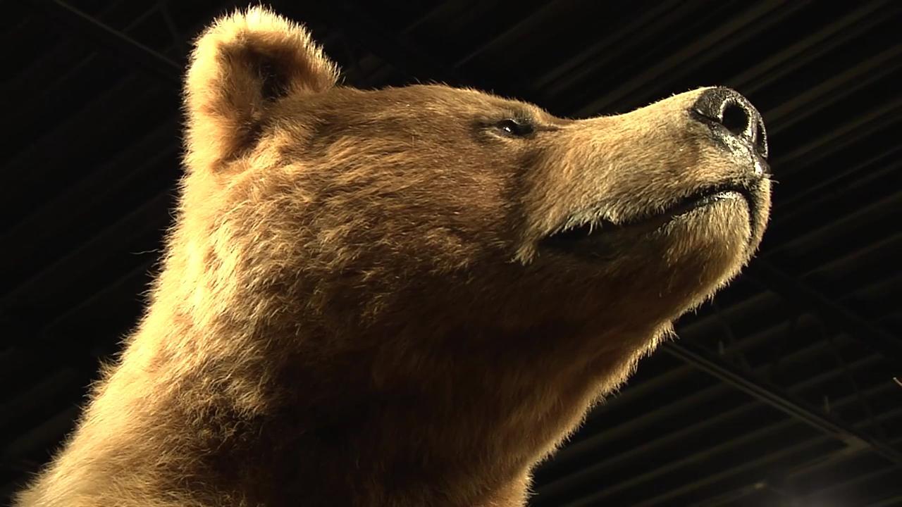 Crawford Collection link