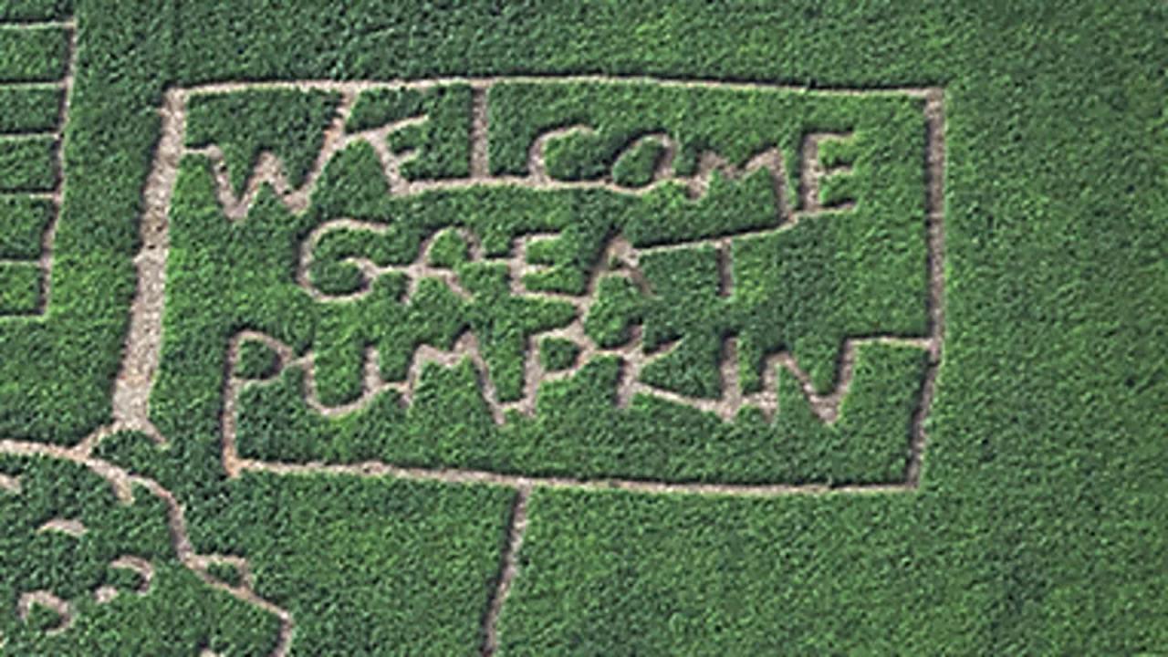 Corn Maize at Reding Farm link
