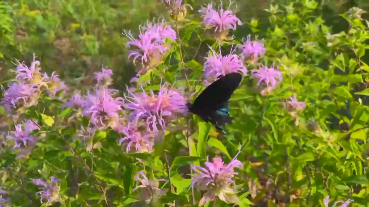 Deep Fork National Wildlife Refuge link
