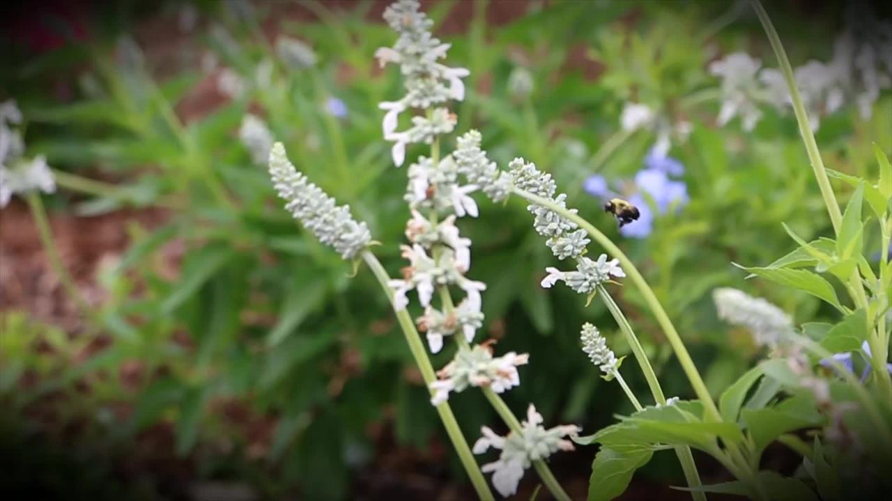 Will Rogers Gardens (closing shots) link