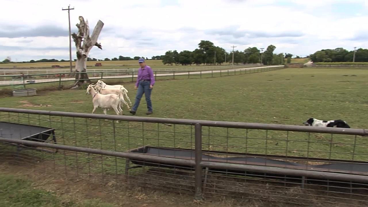 Silvertop Farm & Vineyards