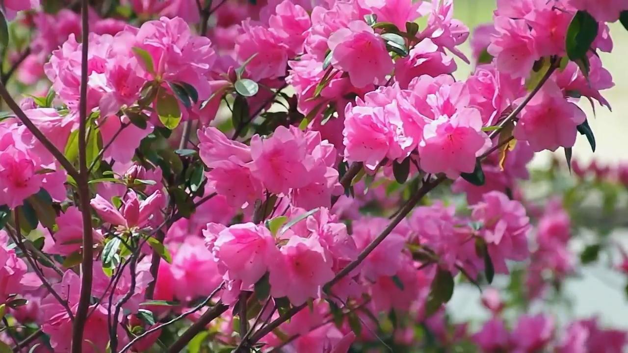 Azalea Festival link