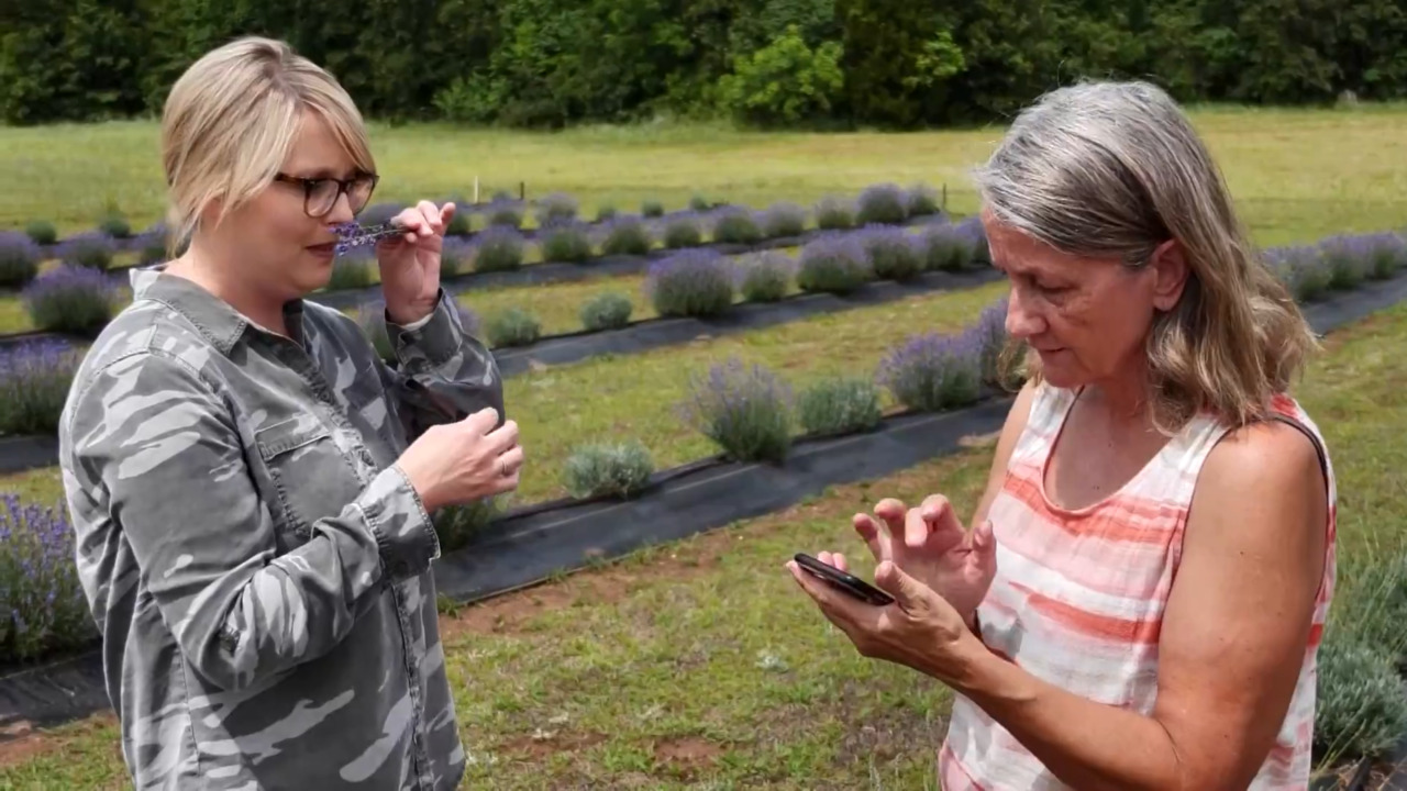 Lakeview Lavender Farm link