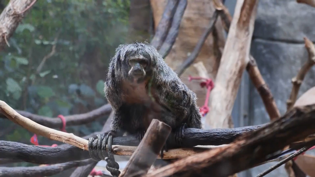 Tulsa Zoo Rainforest link