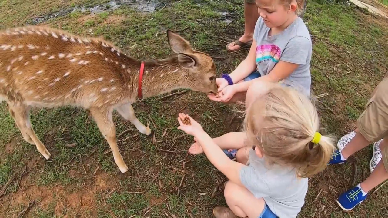 Nomad’s Animal Encounter link