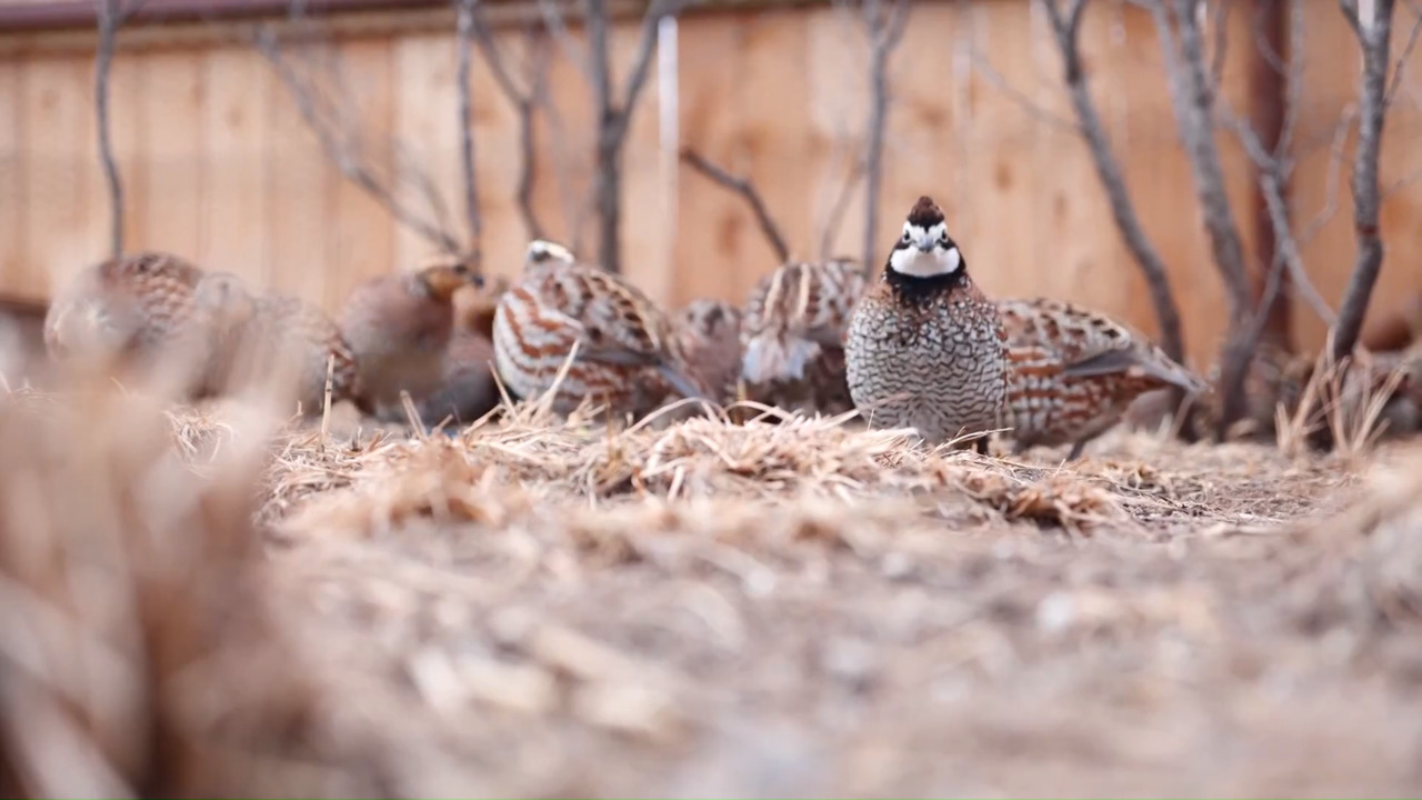 Quail Encounter at the Medicine Park Aquarium & Natural Sciences Center link