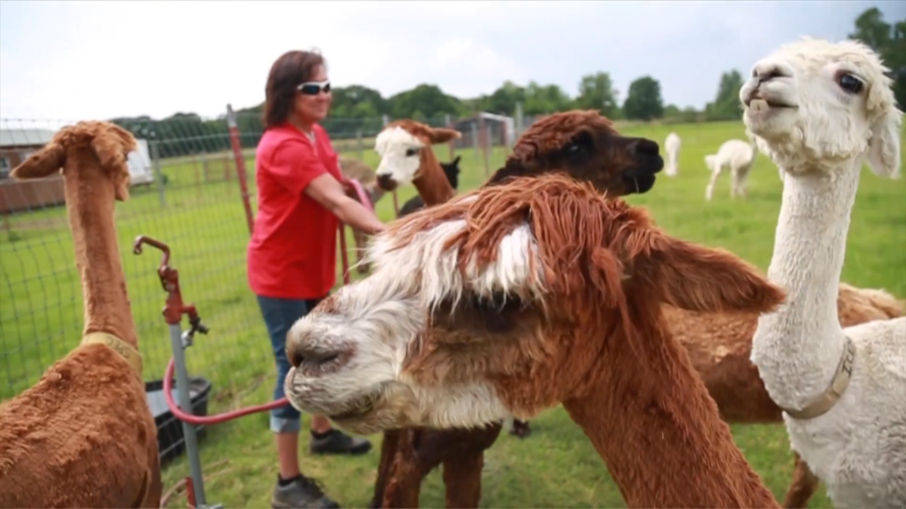 Zena Suri Alpacas link