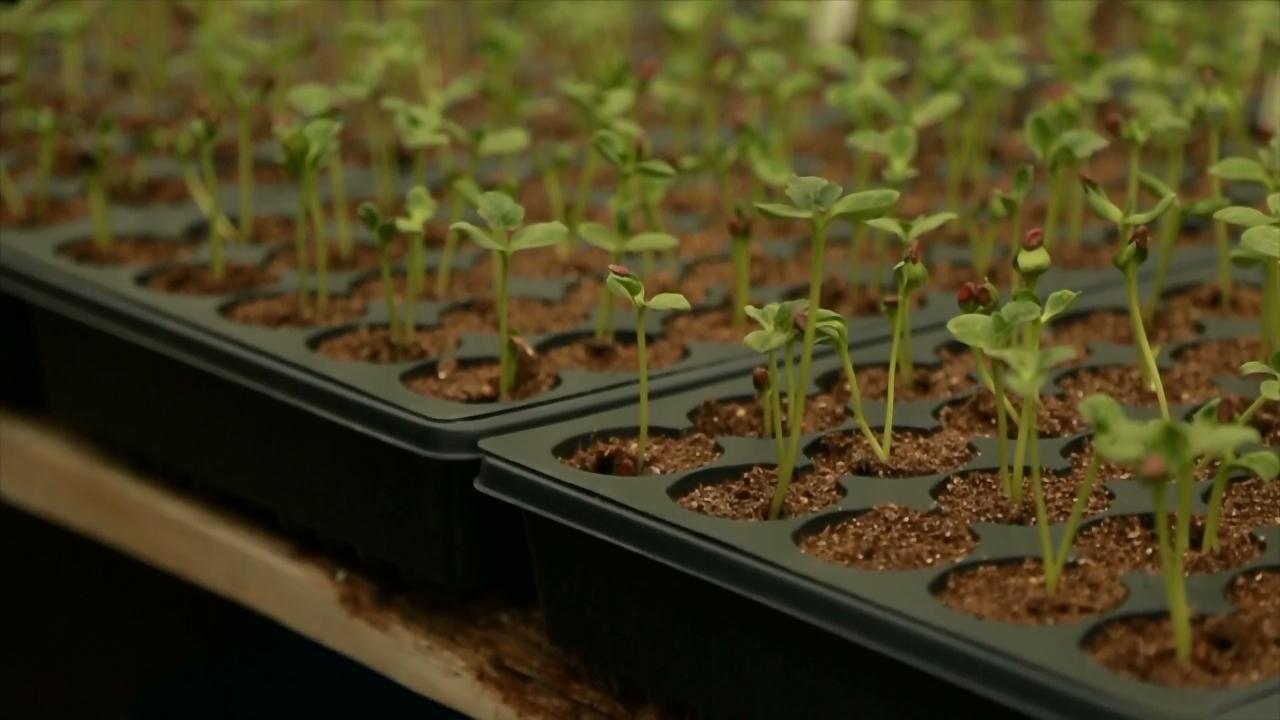 Carmichael’s Produce link