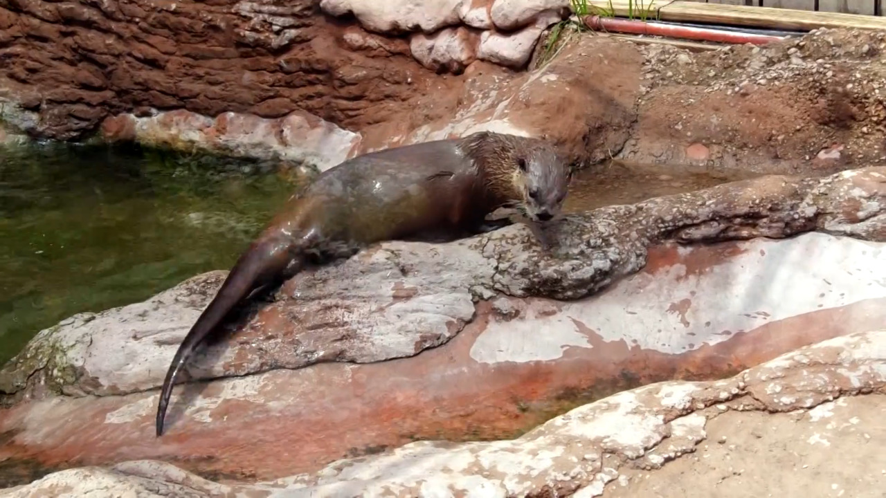 Medicine Park Aquarium & Natural Sciences Center/otters, coyotes, tortoises link