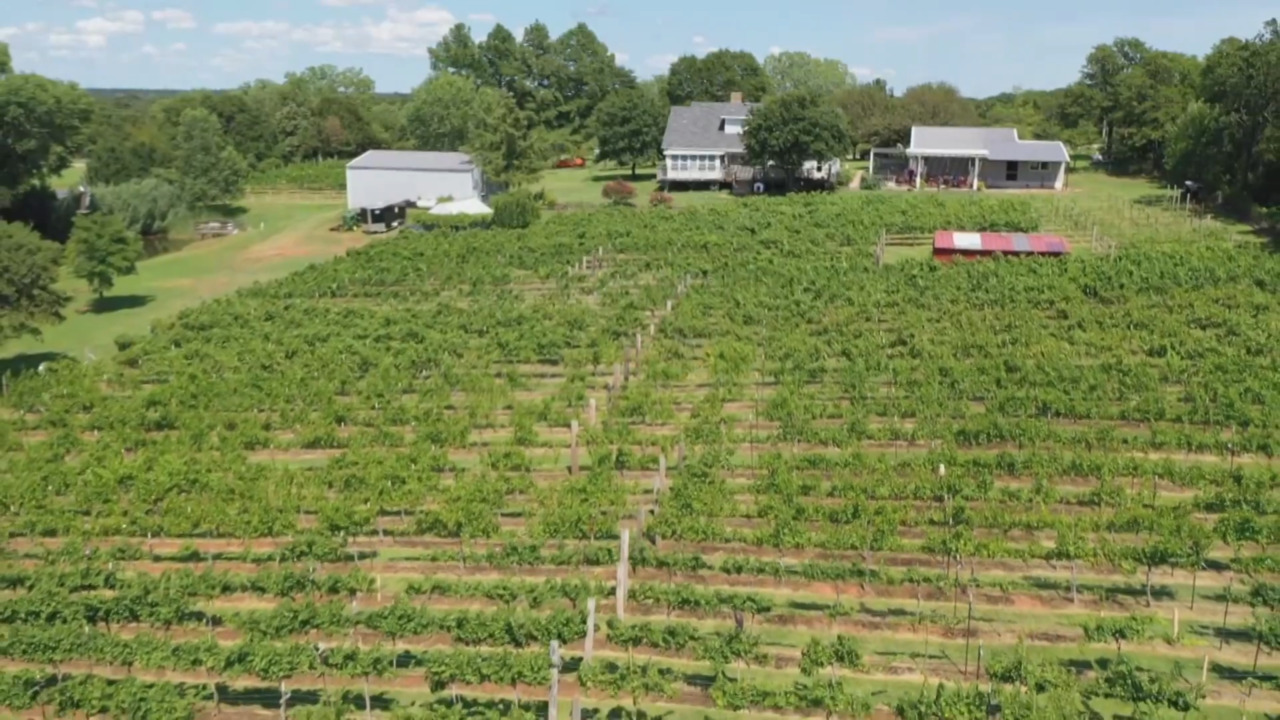 C&H Garden Vineyard link