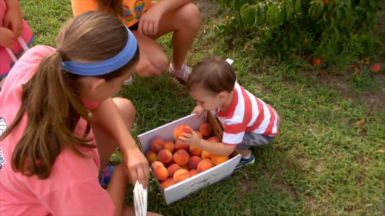 Wind Drift Orchard link