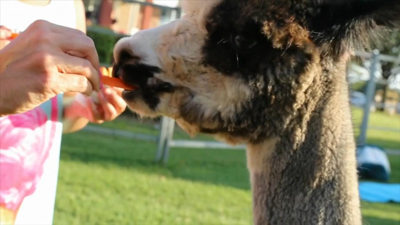Alpaca Yoga on the Ranch link