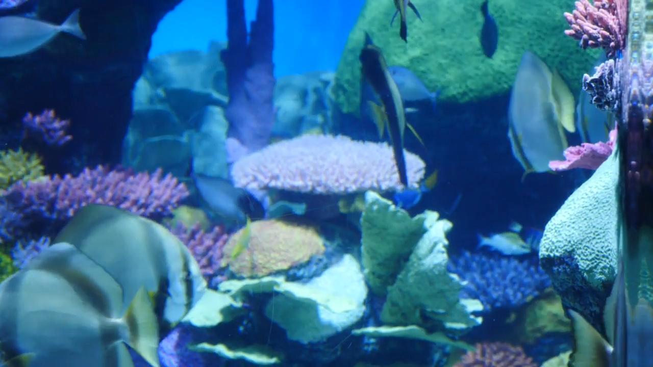 Oklahoma Aquarium/Polynesian Reef Exhibit link