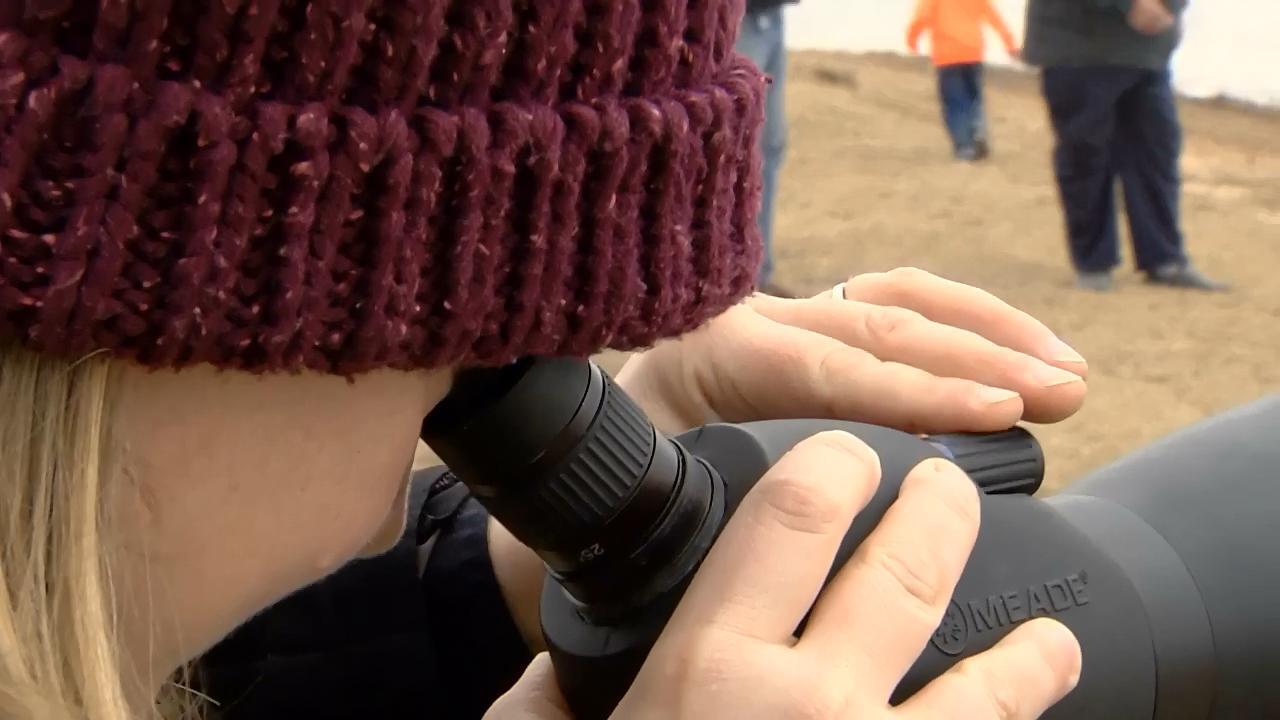 Eagle Watching-Chickasaw National Recreation Area link