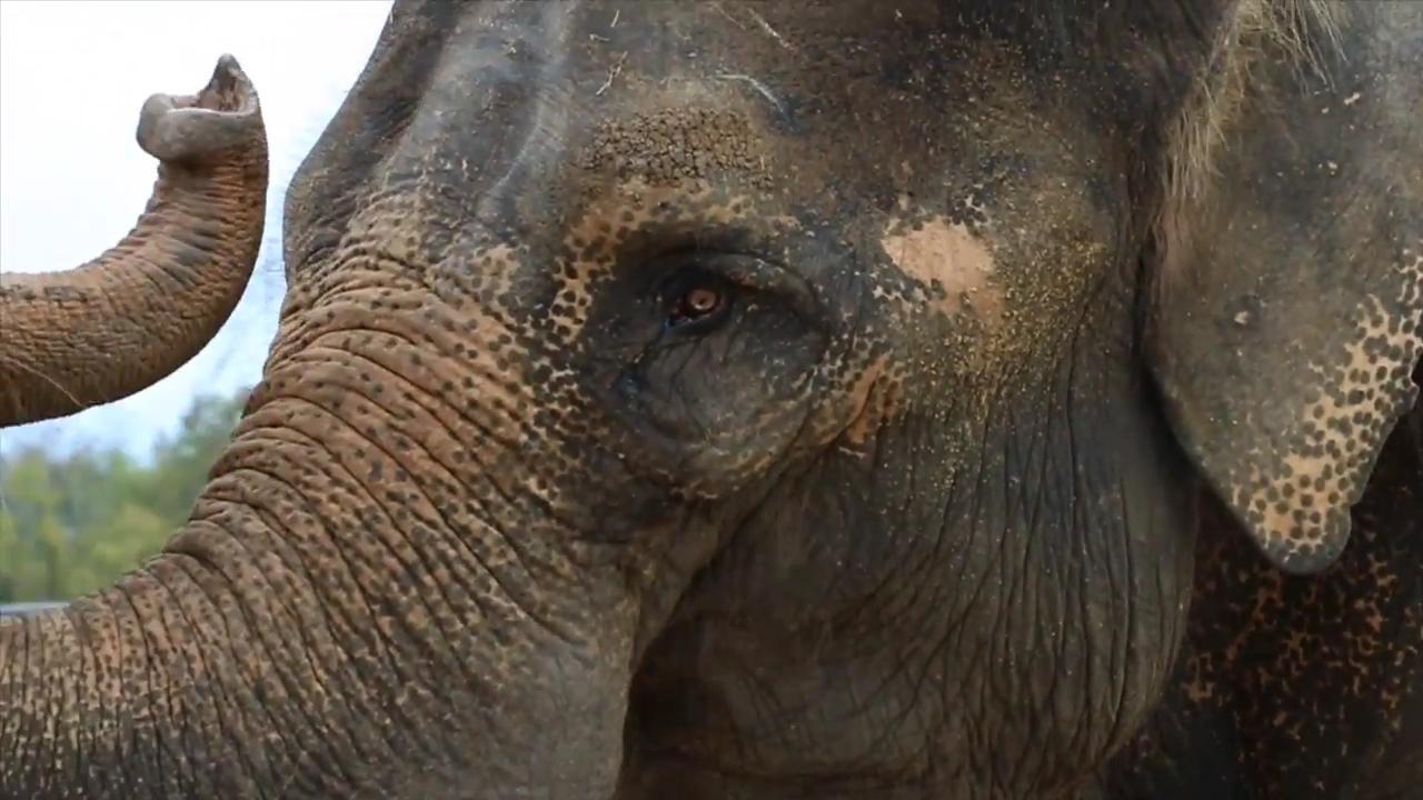 Endangered Ark Foundation link