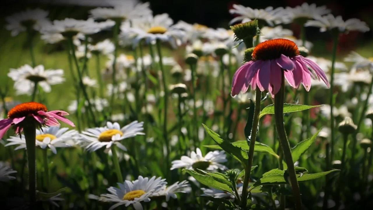 Myriad Botanical Gardens (closing shots) link