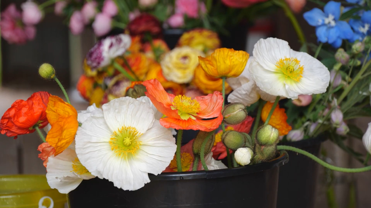 Petal Pusher Farms link