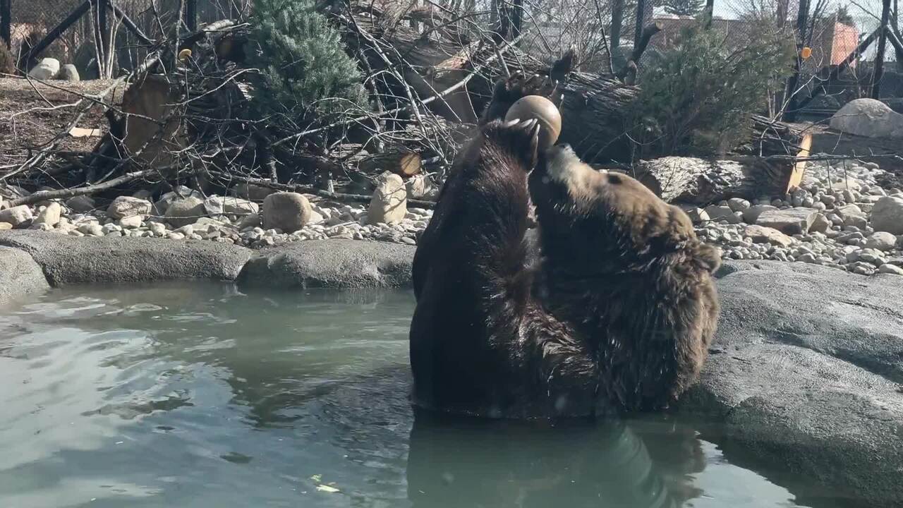 Toledo Zoo opened its Komminsk Family Kodiak Ridge exhibit | The Blade ...