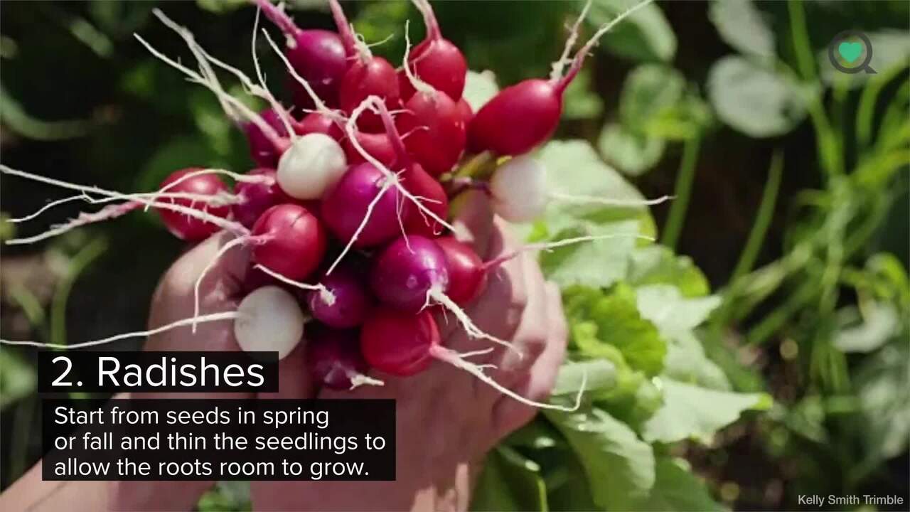 5 easiest vegetables to grow at home