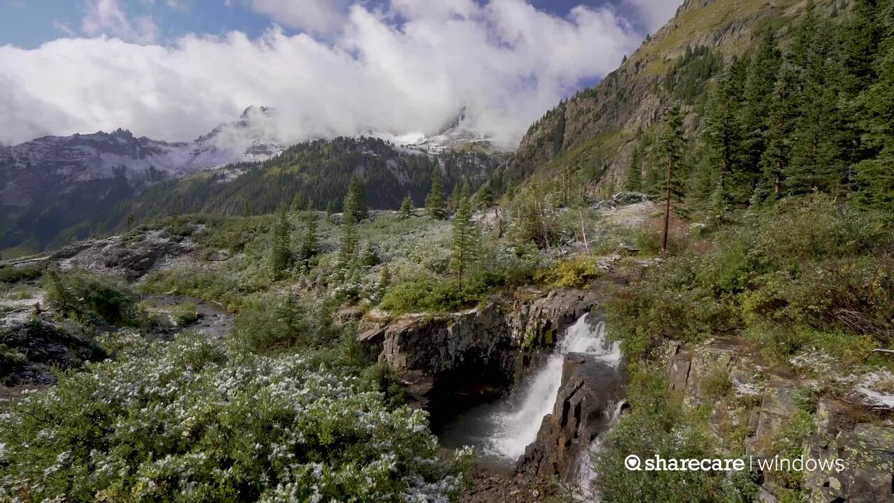 6 minutes of forest bathing