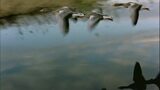 Winged Migration