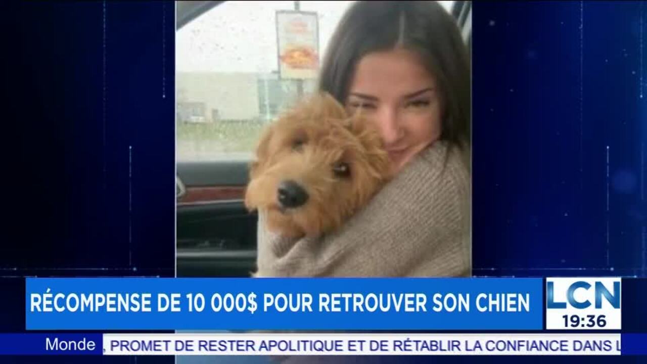 Une récompense de 10 000 $ pour trouver son chien