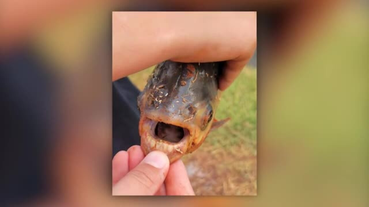 Le Pacu, un poisson avec des dents humaines