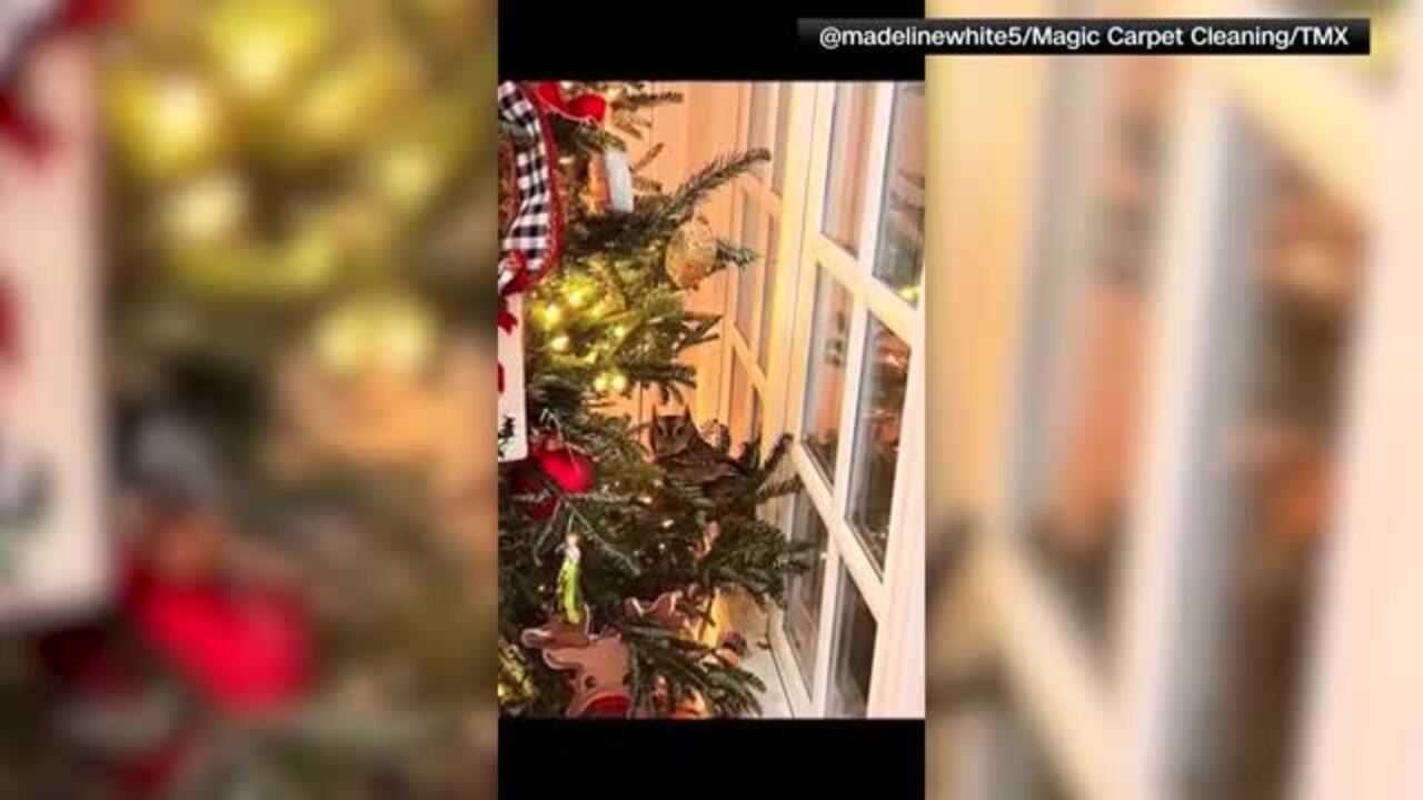 États-Unis : une famille fait la découverte d'un hibou dans son sapin de  Noël
