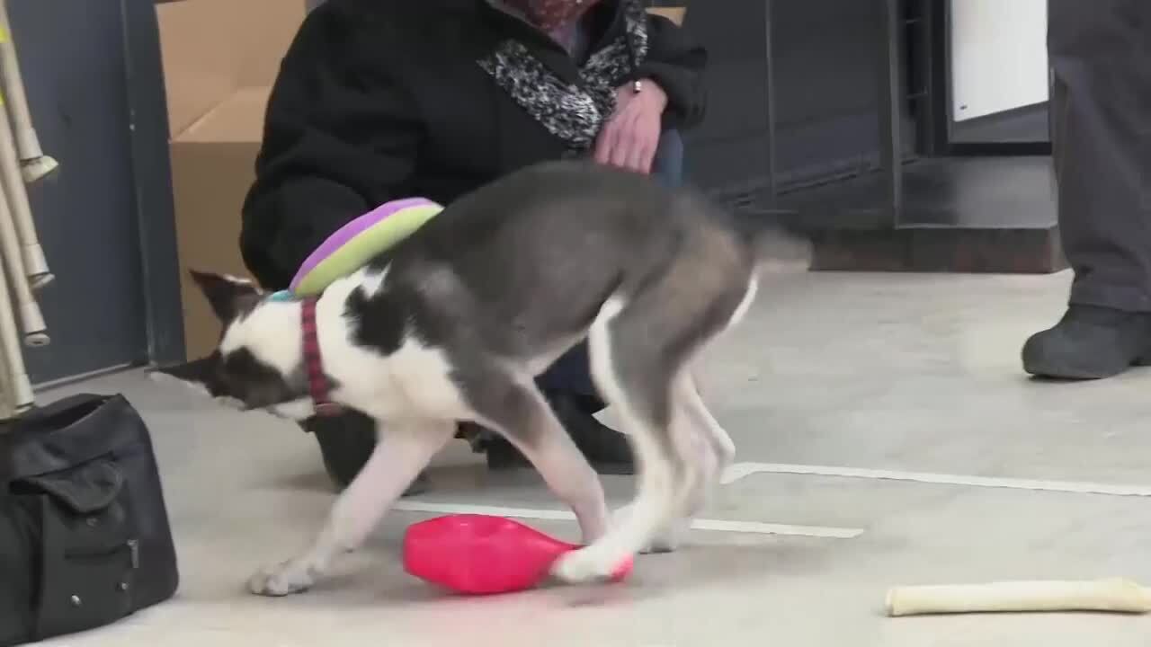 Vers une hausse du nombre d'animaux abandonnés? - reportage