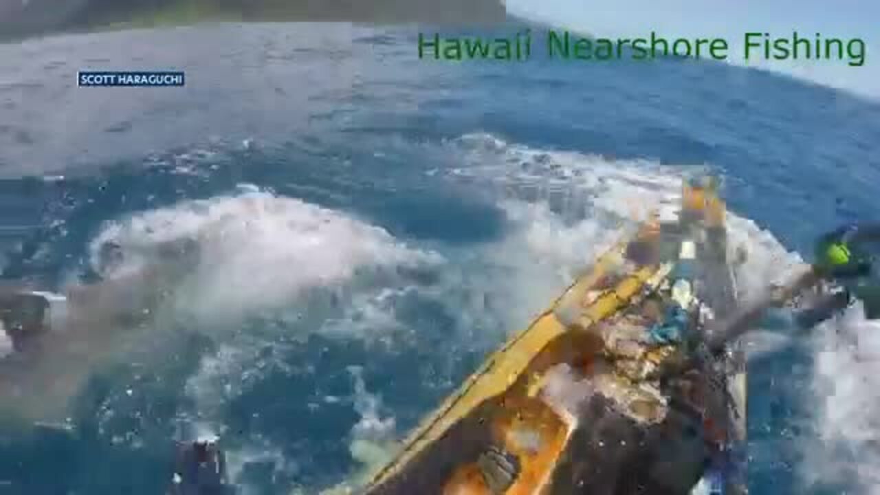 Hawaï : attaqué par un requin, un pêcheur en kayak filme la scène