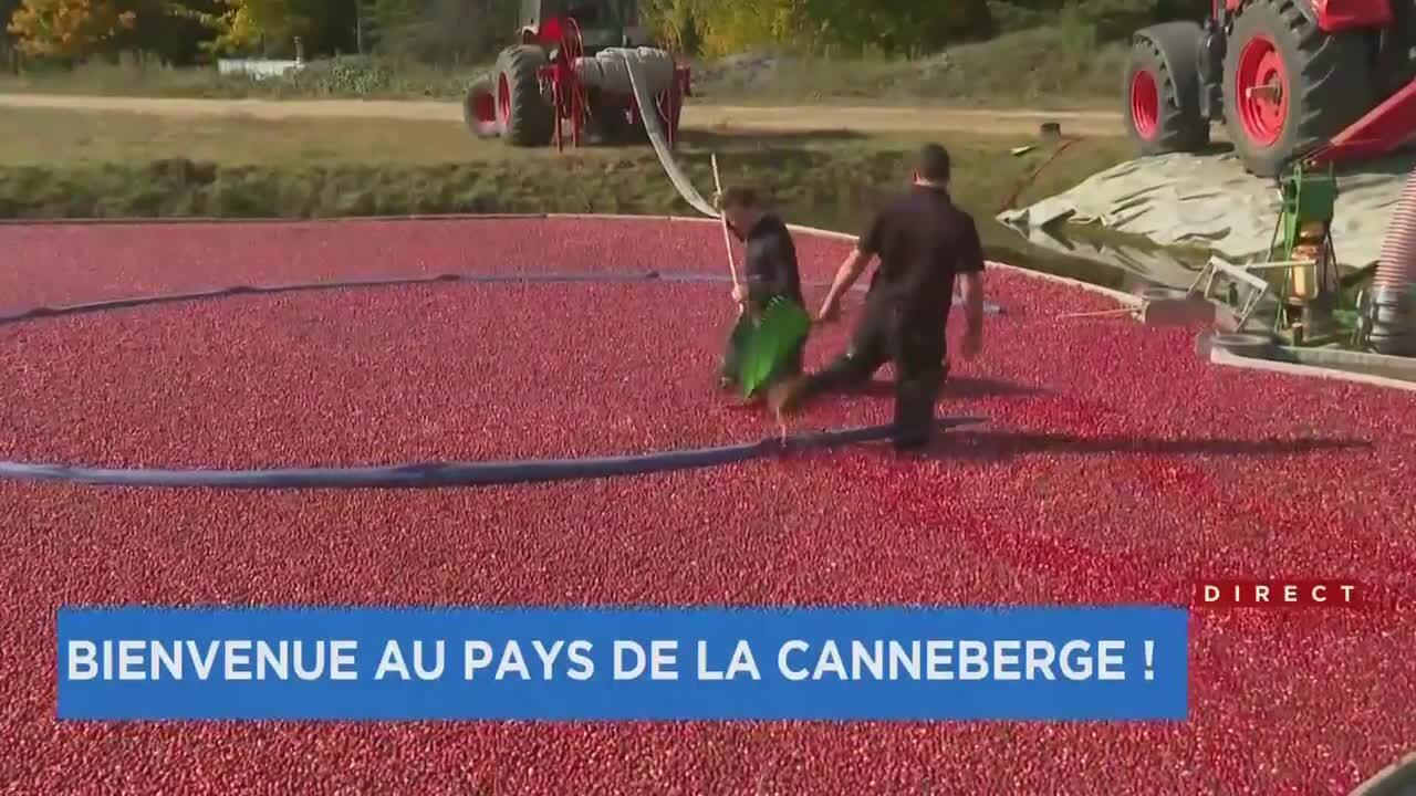 Le Québec consolide son statut de deuxième producteur mondial de la  canneberge