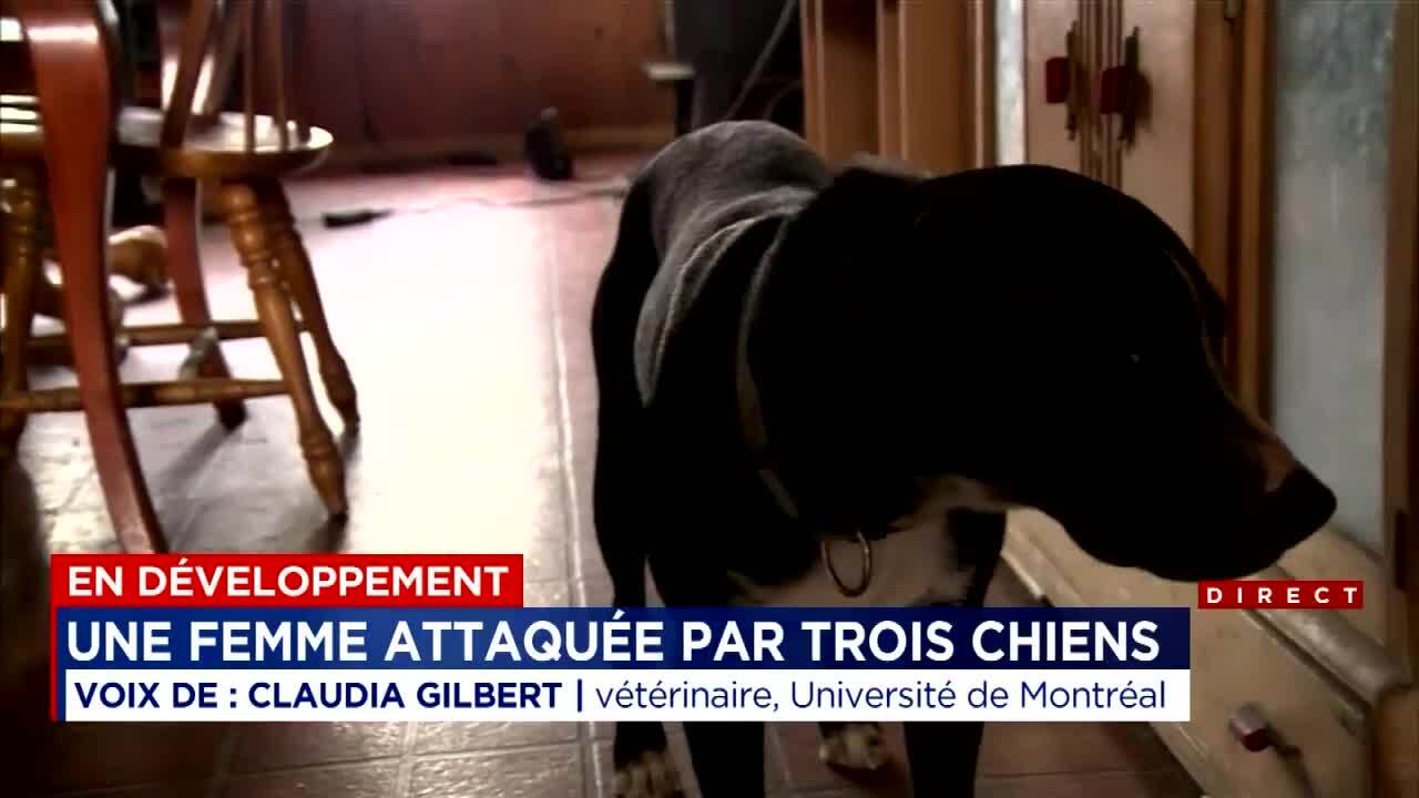 Femme Attaquee Par Des Chiens L Effet De Meute En Cause Jdm